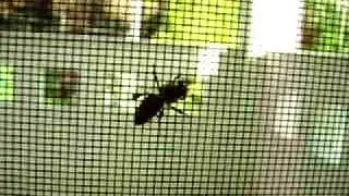 Colony Collapse Disorder?