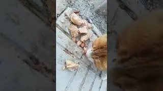 feeding cute hungry and homeless cat near my workplace