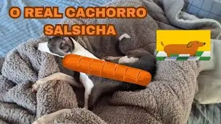 o real cachorro salsicha (DESC)