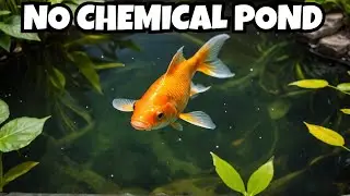 No chemicals, no electricity, no pumps or filters goldfish pond, year 3