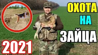Охота на зайца. ТАКОГО Я ЕЩЕ НЕ ВИДЕЛ! Сезон 2021 в садах п. Агроном с собаками.