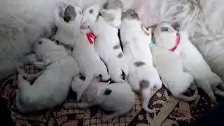щенки Пиренейская горная собака питомник ЮНИСИЯ