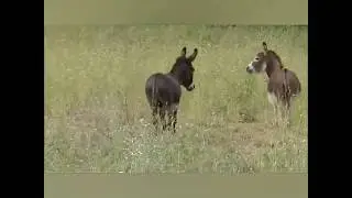 Super Murrah Donkey Meeting Fucking First time in village