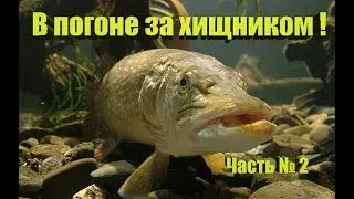 В погоне за хищником! Часть 2. Активная щука, окунь!!!