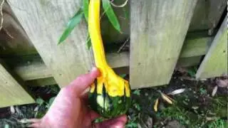 Gourds update: Many Vines, Some Gourds. 9-25-11. Front Yard