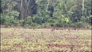 lavoura envadida por porcos