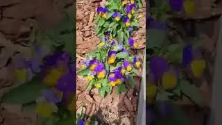 ❤🔥🌿