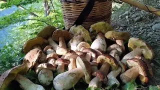 Porcini - Un angolo di Paradiso #funghiporcini #mushrooms #porcini