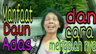 Manfaat  daun adas dan cara mengolahnya