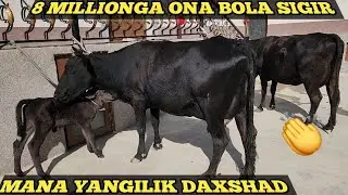 DAXSHAD ONA BOLA SIGIRLAR SOTILADI