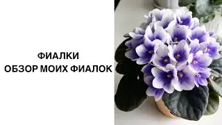 МОИ ФИАЛКИ. ОБЗОР