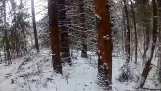 охота на зайца беляка с русской гончей.первый заяц сезона
