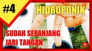 Cek Kondisi Bawang Merah dan Bawang Prei Hidroponik
