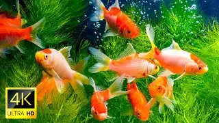 Ocean 4K - Sea Animals for Relaxation, Beautiful Coral Reef Fish in Aquarium, 4K Video Ultra HD #5