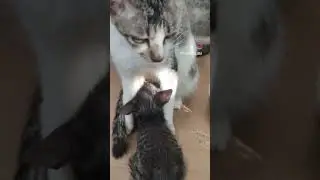 Can I have a little bite? #shorts #youtubeshorts #petlover #pets #animals #catlover #cats