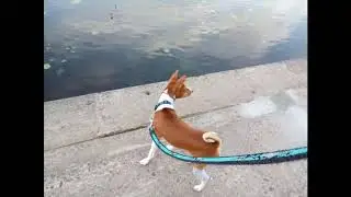 Basenji puppy Ronald | Басенджи Рональд.