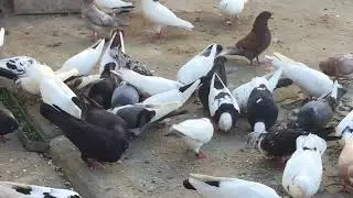 #Pigeons