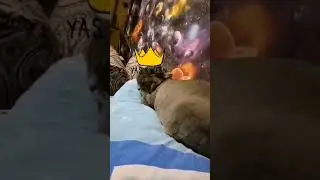 Эта моя кошка