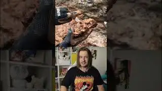 Необычная находка - что это?
