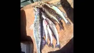 О речной рыбе и ухе