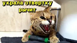 Сервал рычит 🐆 домашний сервал воришка 😹