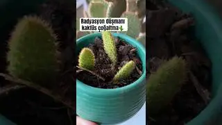 Kaktüs çoğaltma ve tarçınla besleme || cactus propagation || Radyasyonu önleme yöntemi