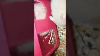 хомякам 26 дней