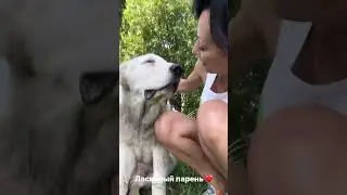 Я тебя люблю #белыйалабай Микки