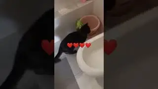 #comedy #cutecat #cutedog #cuteanimals #viral #video #viralshorts #viralshorts