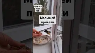#синицы