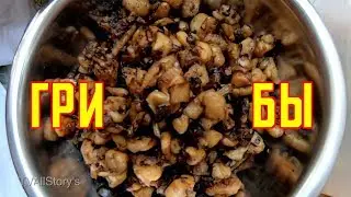 Собираем и сразу Готовим Грибы в Лесу!!!