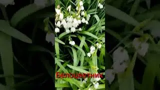 ГРАВЕТИ ДЖАЙНТ !