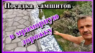 Как я  просто сажал самшиты ! В  мраморную дорожку.