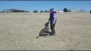 Gunnar / obedience /