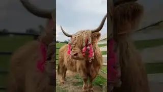 I’m a Barbie cow! 