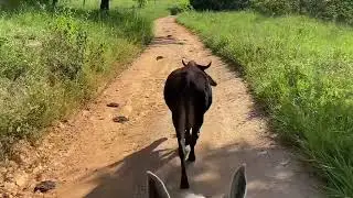 A PROCURA DA VACA PERDIDA