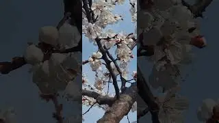 Ранняя кубанская весна.
