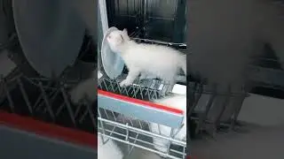 Вот как работает на самом деле посудомойка. #милота #cat #коты #cute #котики #kitten #котята