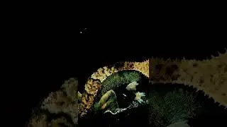 my youngest crested gecko, Strike team, chilling in the dark