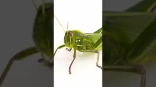 Learn Insect Names in English with Images and Spellings|Insect Names in English|