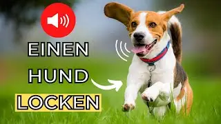 Mit diesem Geräusch einen Hund anlocken 🐶 einen Hund locken
