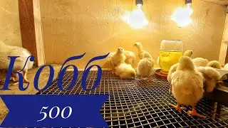 Пополнение в хозяйстве, клетка для бройлеров/жизнь на юге.