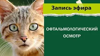 Офтальмологический осмотр животных