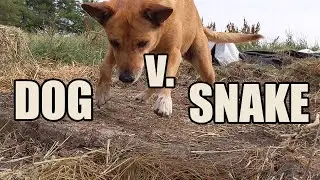 Farm Dog v. Snake - Intense! Wild! Danger!... CLICK BAIT!