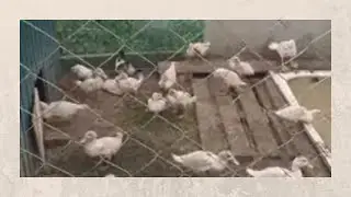 На каком корме лучше выращивать мулардов #муларды #комбикорм