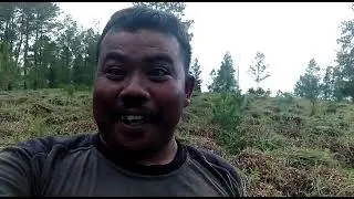 Nuling sere wangi 2021