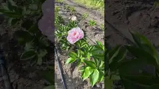 Пион “Pink Vanguard” |Сортовые пионы| Нежно-розовый пион|Пионы на осень 2023г|Цветы|Сад|Пионы почтой