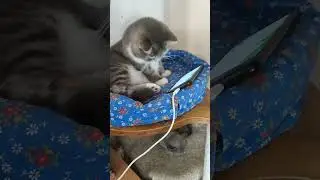 Шушу сложно оторвать от интернета