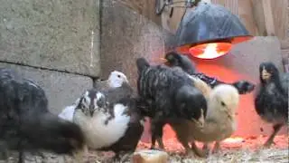 chickens and quail hand feeding