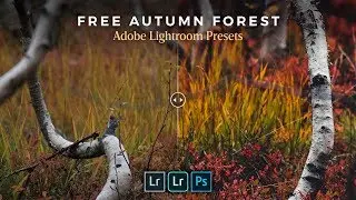 FREE Lightroom Presets for Autumn Forest Landscapes